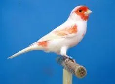 Canary Mosaic White and Red