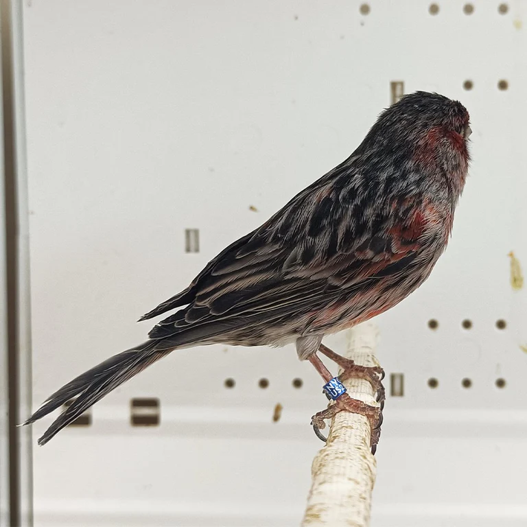 Buy Red Black Agate Mosaic Canary
