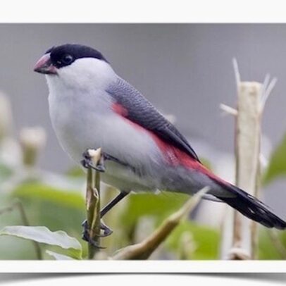 Buy Black Crowned Waxbills Online