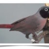Buy Black-faced Firefinch Online