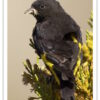 Buy Black Siskin Online