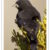Buy Black Siskin Online