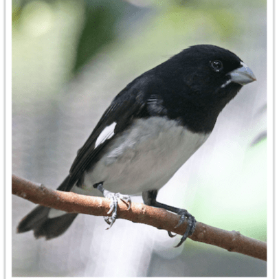 Buy Black and white Seedeater Online