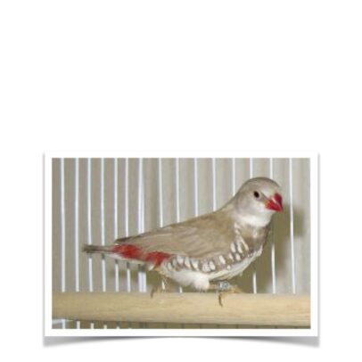 Buy Fawn Diamond Firetail Online