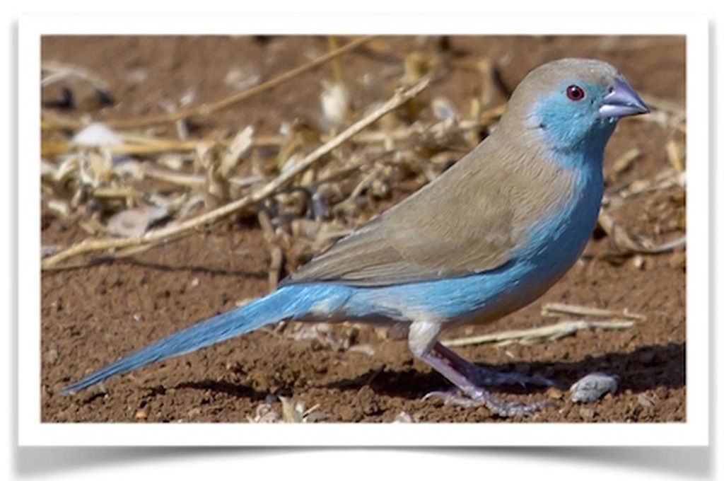 Buy Blue-breasted Cordon Bleu Online