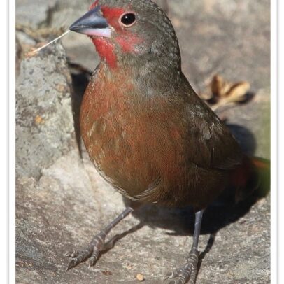 Buy Blue Billed Firefinch Online