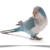 Buy Blue Quaker Parrot (Monk Parakeet) Online