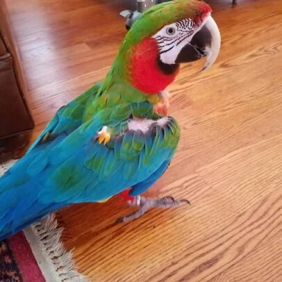 BUY HARLEQUIN MACAW FOR SALE