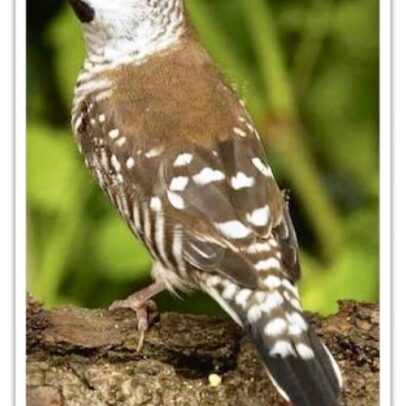 Buy Cherry Finch FEMALE ONLY Online Buy Cherry Finch FEMALE ONLY Online