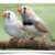 Buy Zebra Finch - Chestnut Flanked White Online