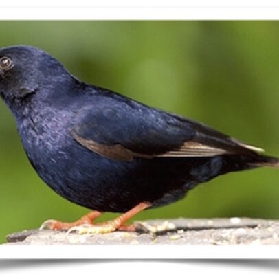 Buy Combassou Finch Online