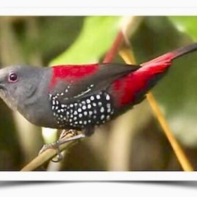 Buy Dybowski's Twinspot Online