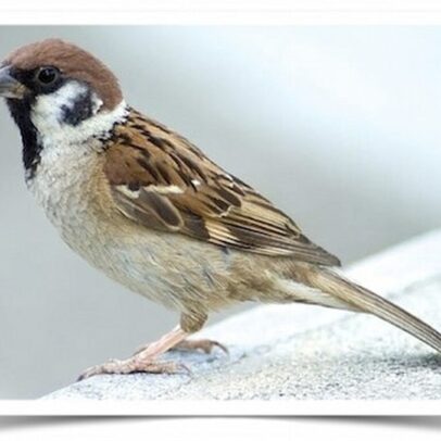 Buy Eurasian Tree Sparrow Online
