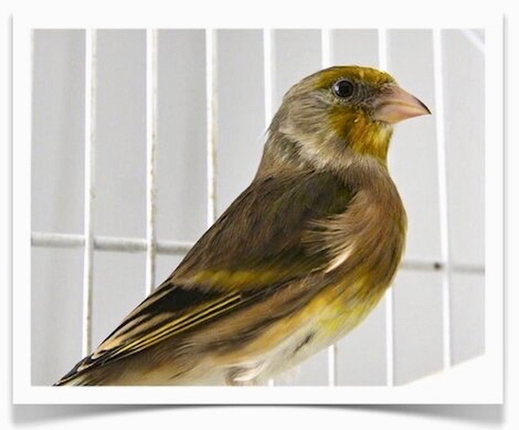 Buy Goldfinch Mules Online