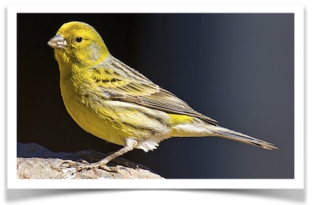 Buy Green Canary Online