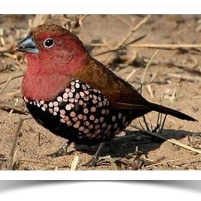 Buy Rosy Twinspot Online