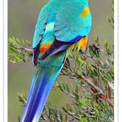Buy Many Colored Parakeet (Mulga Parakeet) Online