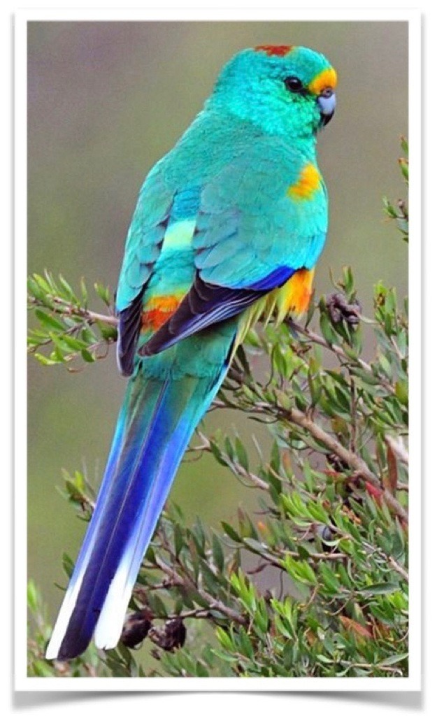Buy Many Colored Parakeet (Mulga Parakeet) Online