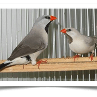 Buy Opal Shaft-tail Finch Online