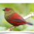 Buy Red-faced Crimsonwing Online