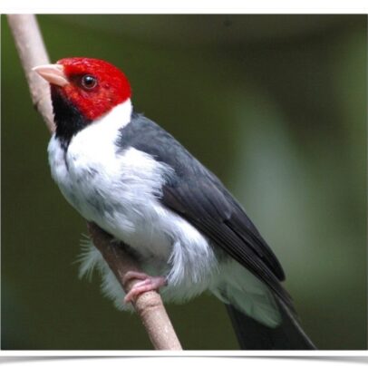 Buy Red Capped Cardinal Online