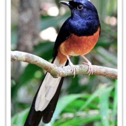 Buy White Rumped Shama Online