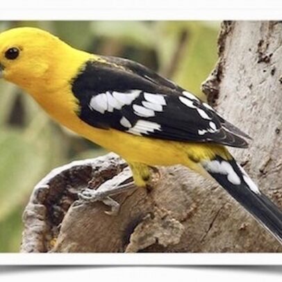 Buy Golden Bellied Grosbeaks Online